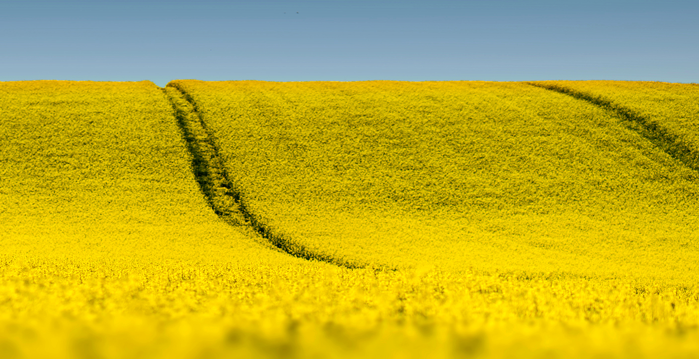 Harvest is Impacting Volunteer Canola in 2025