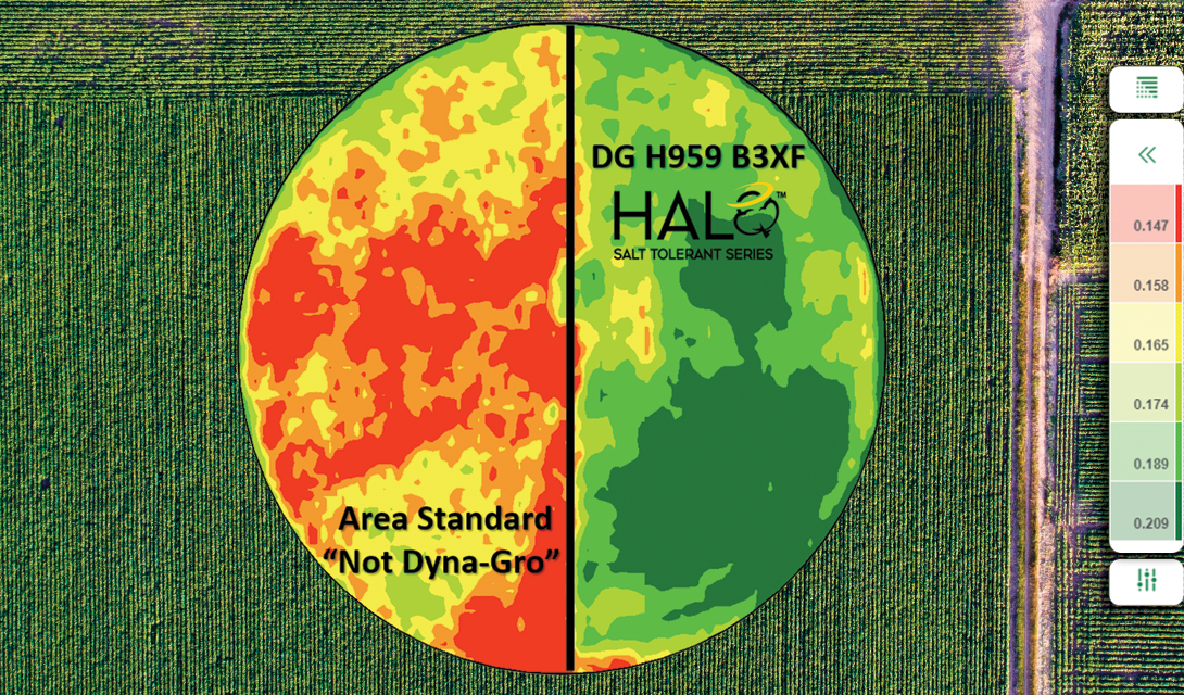 Cotton Seed For Salinity DynaGro Seed