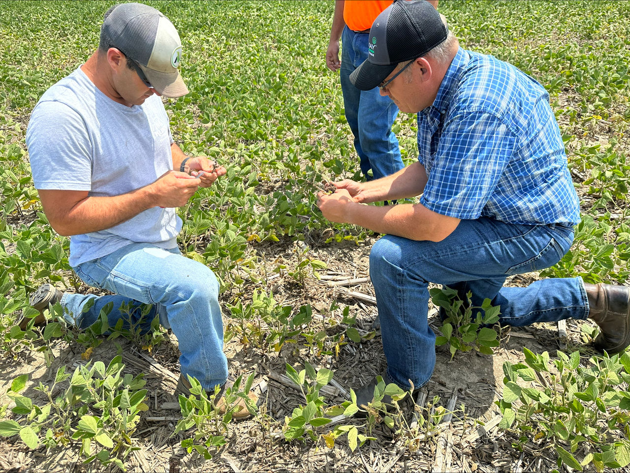 Photo of growers kneeling in field