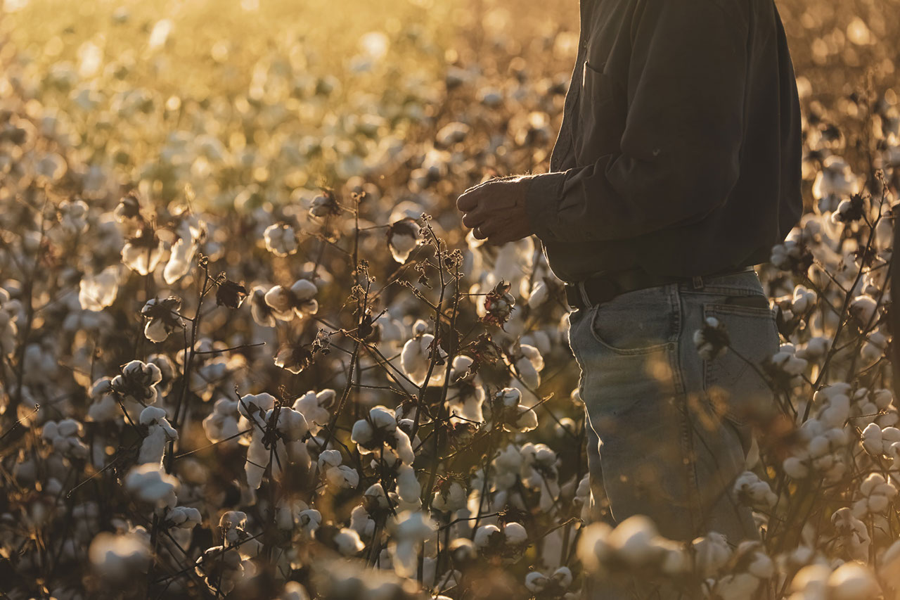 Grower in a cotton field