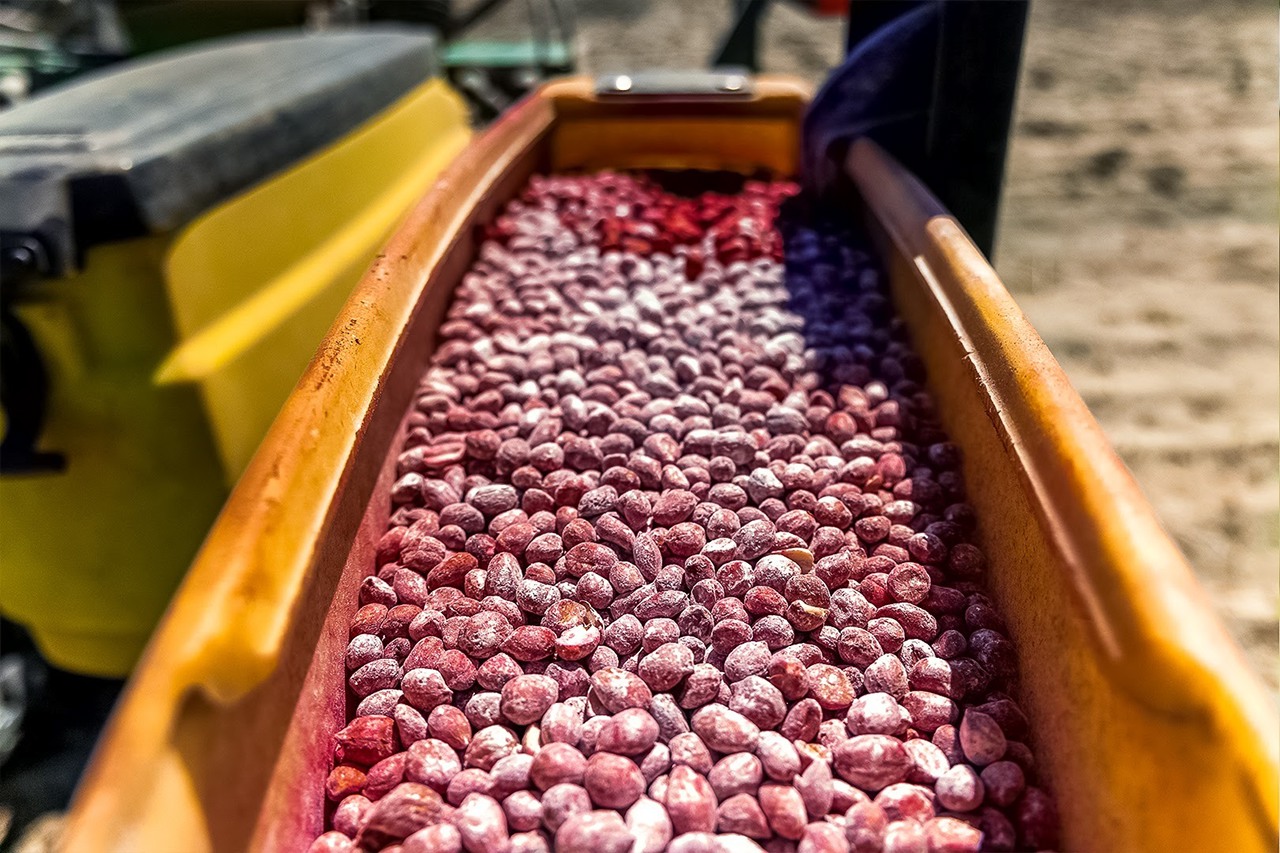 Seeds being processed