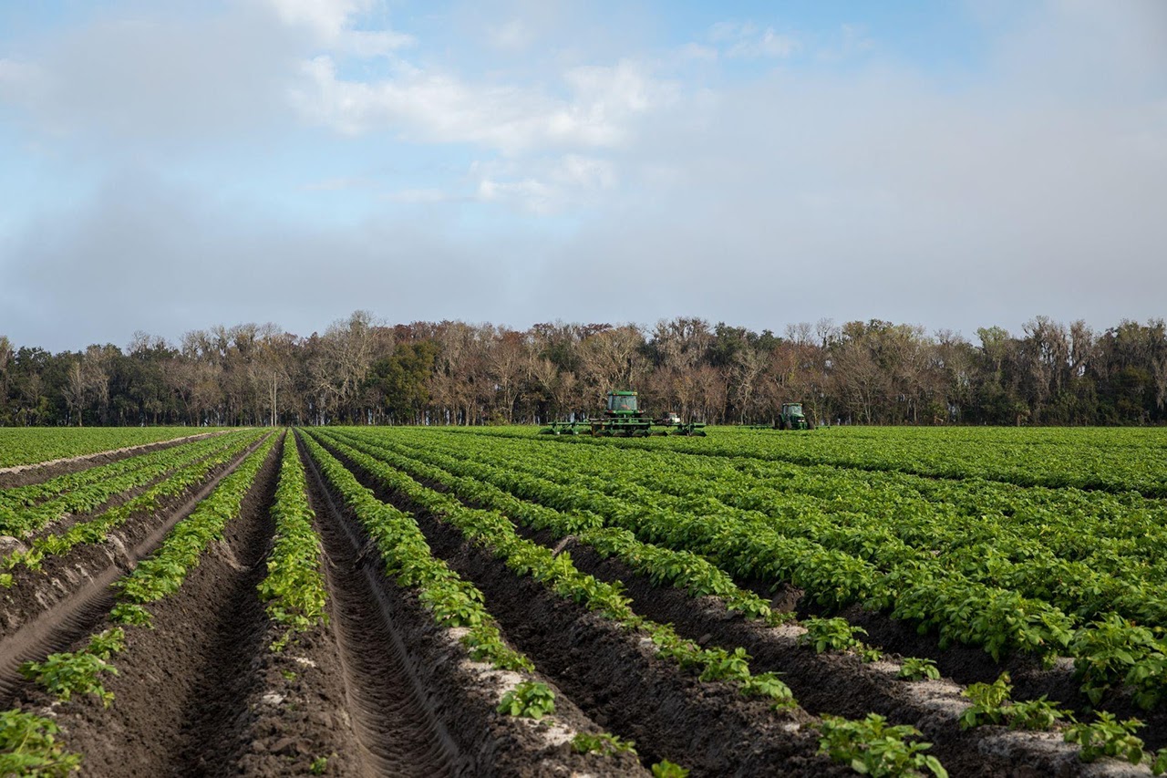 Photo of a crop field