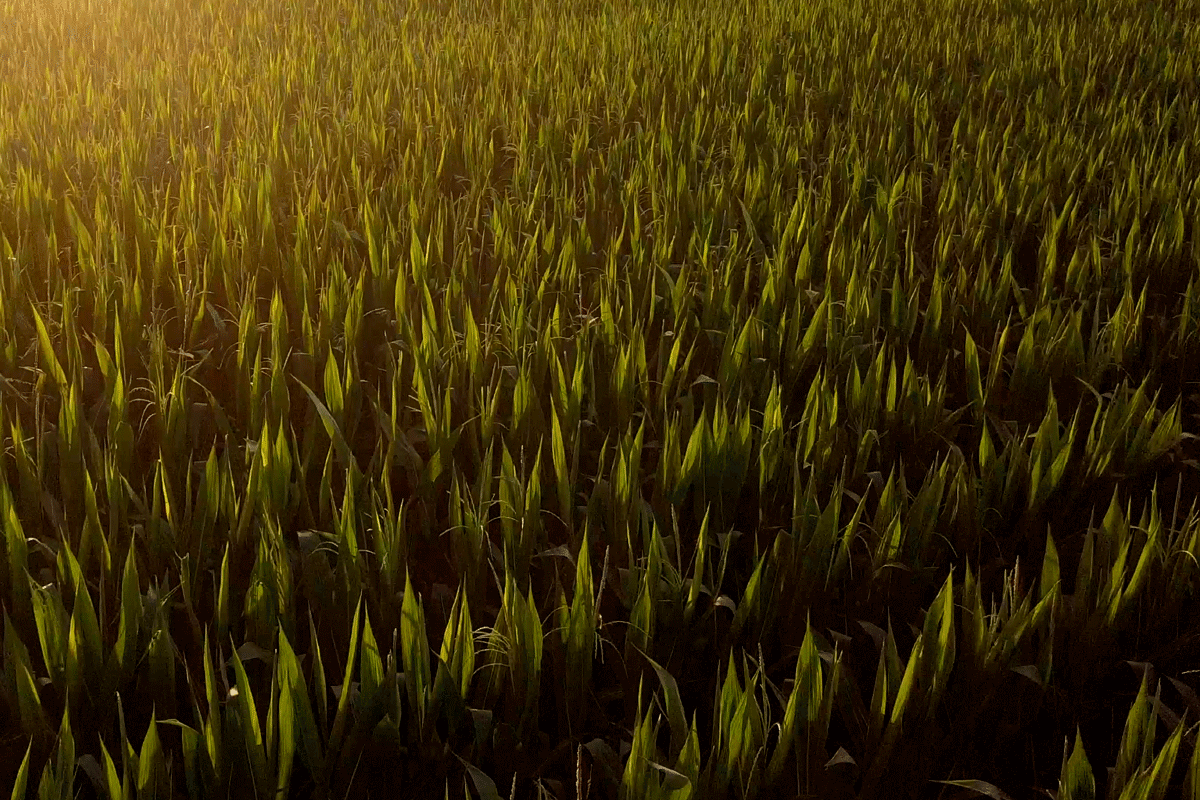 Field of crops