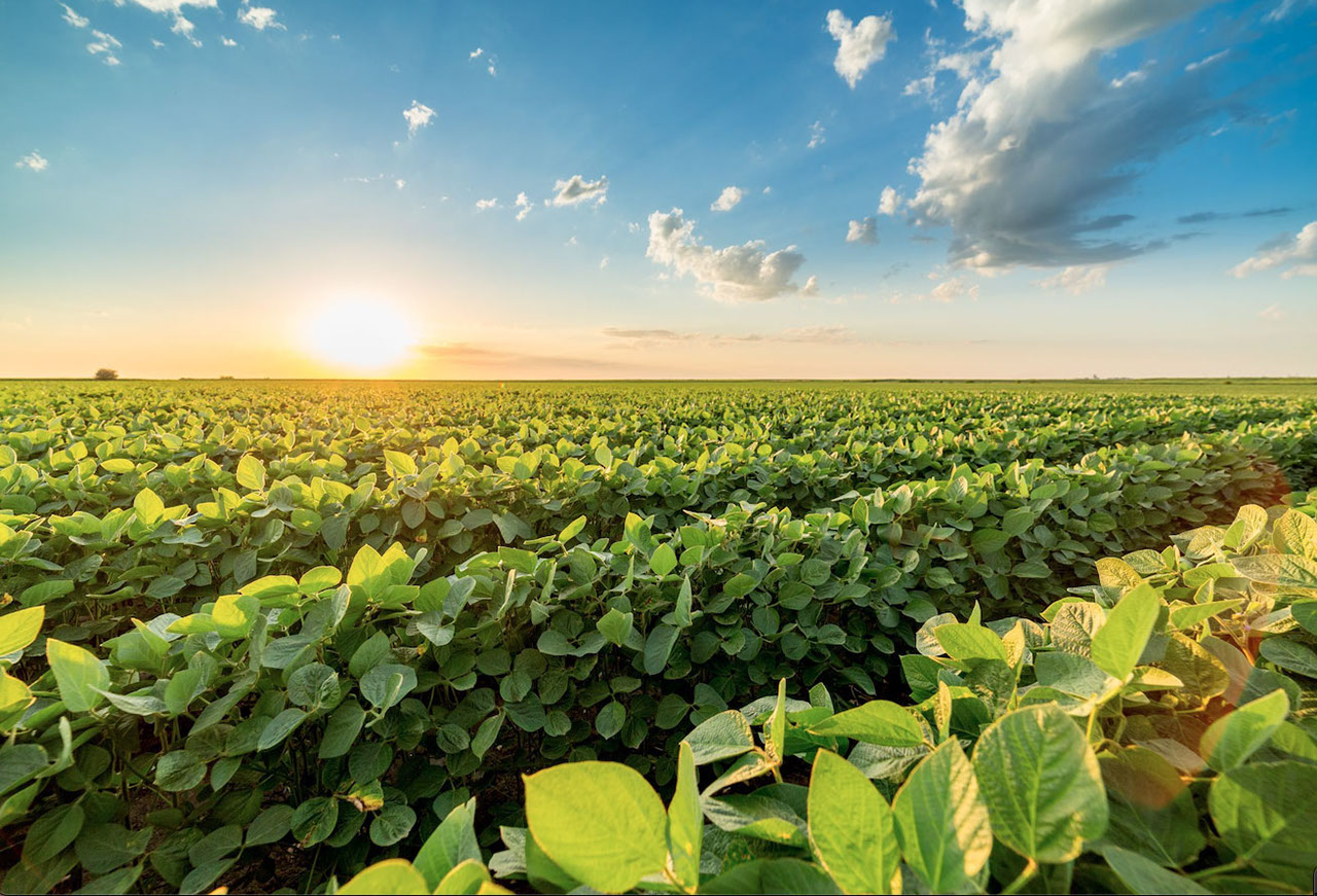 Sunrise over a field